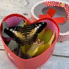 3 a box with live butterflies as a gift