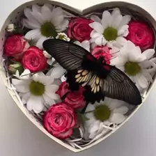 4 a box with live butterflies as a gift
