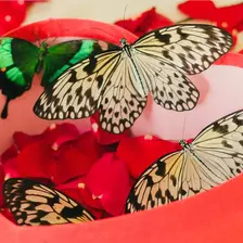 6 a box with live butterflies as a gift
