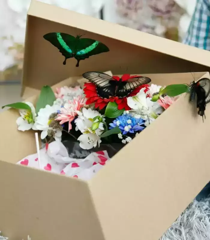 a box with live butterflies as a gift