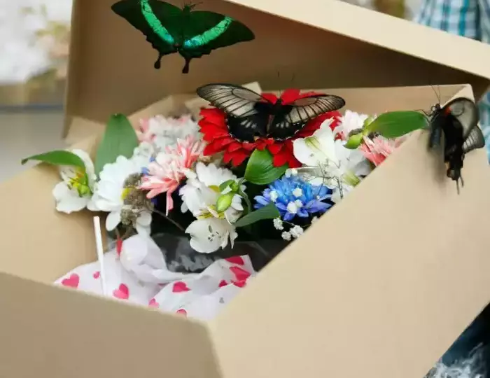 a box with live butterflies as a gift