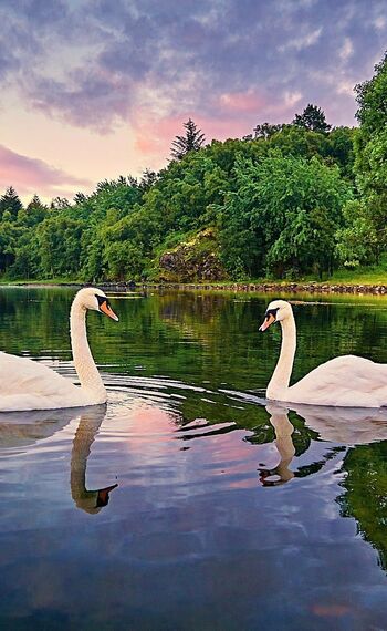 озеро з лебедями